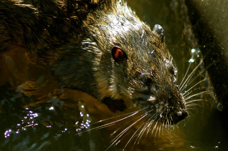 Water Rat Hydromys chrysogaster Deography by Dylan O'Donnell