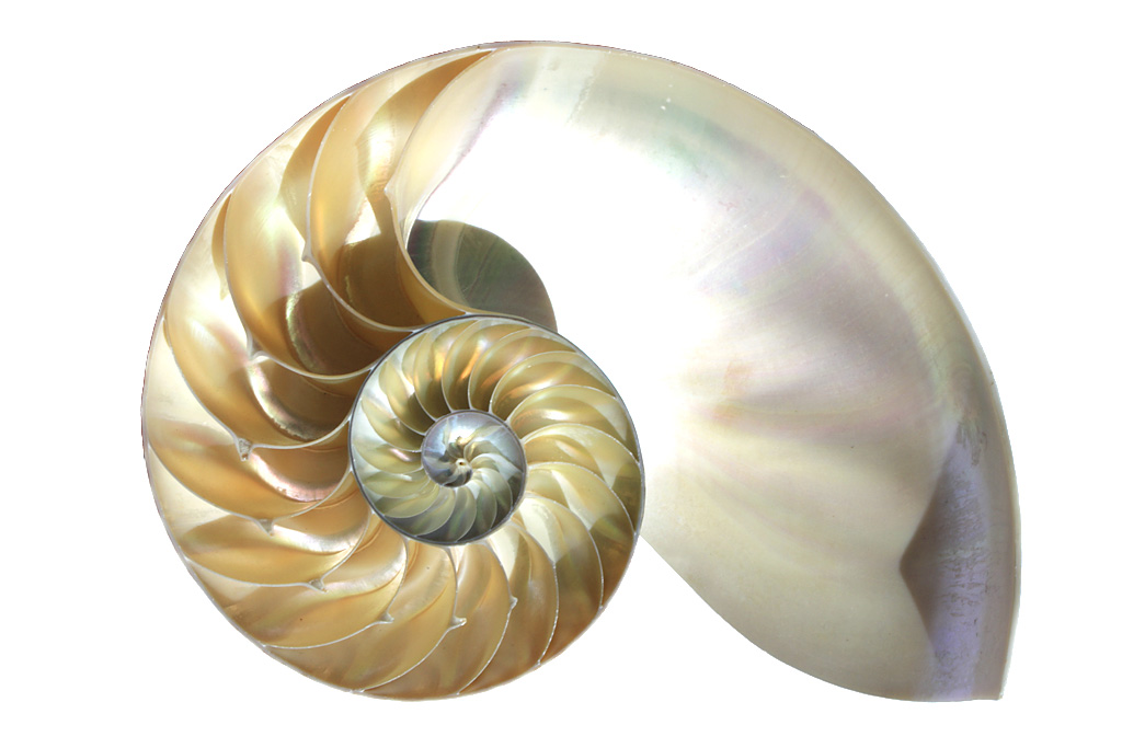 Nautilus Shell Isolated Deography By Dylan O Donnell