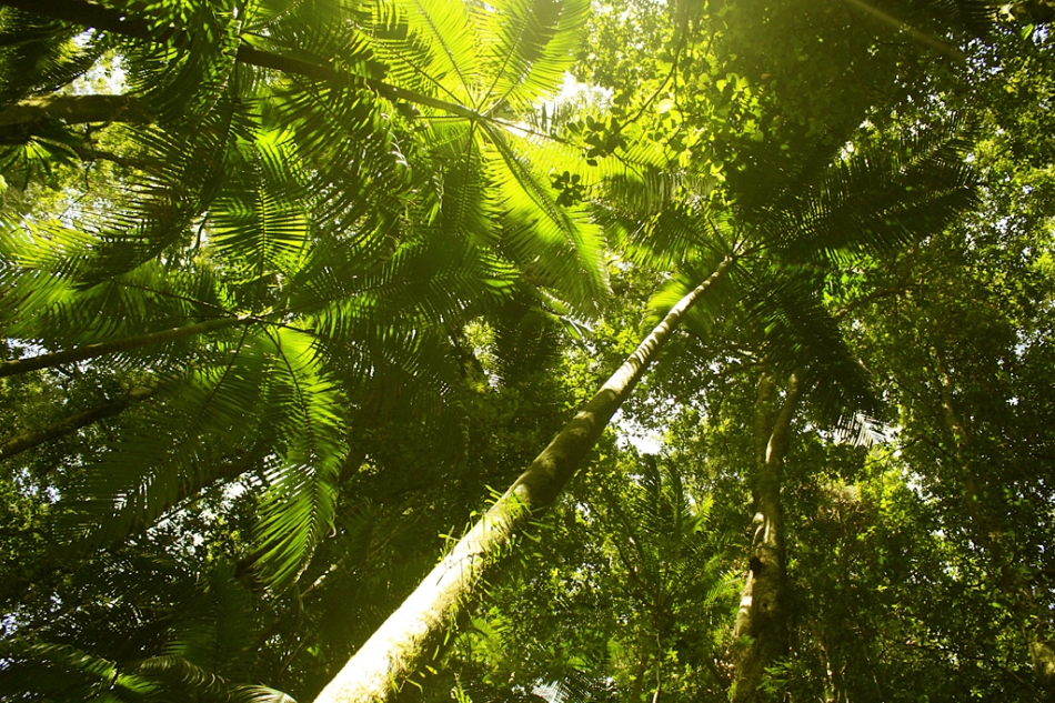 Image result for rainforest canopy pictures