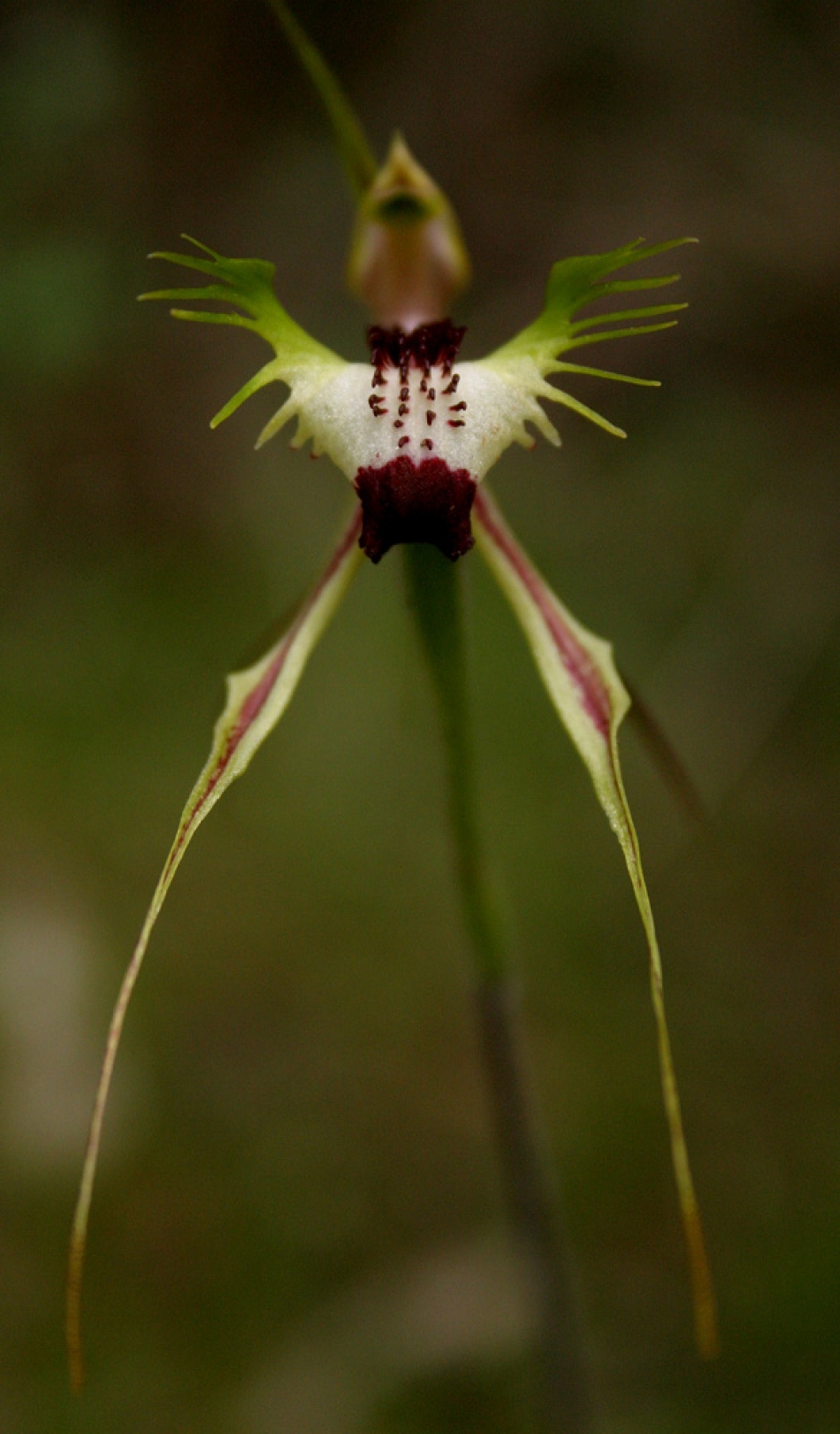 Spider Orchid | Deography by Dylan O'Donnell